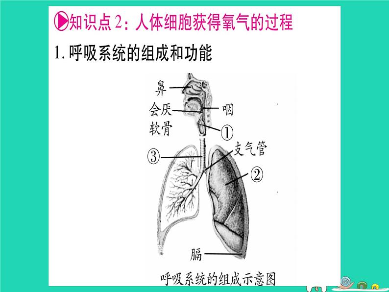 初中生物中考复习 中考生物总复习七下第4单元第10章人体的能量供应课件第4页