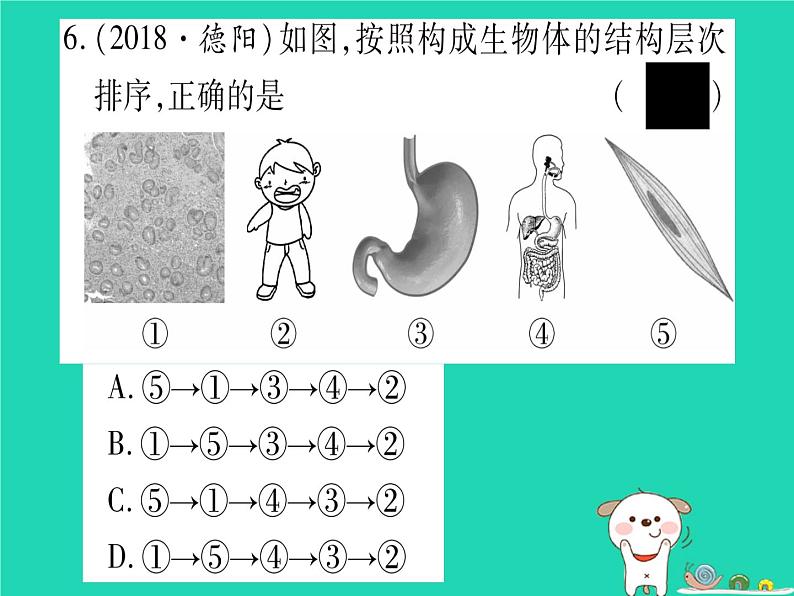 初中生物中考复习 中考生物总复习七上第2单元第4章生物体的结构层次习题课件07