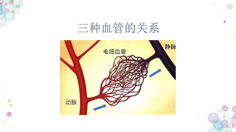 10.2 人体的血液循环（第二课时）-七年级生物下册同步（苏教版）课件PPT第4页