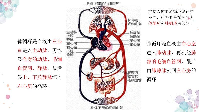 10.2 人体的血液循环（第二课时）-七年级生物下册同步（苏教版）课件PPT第6页