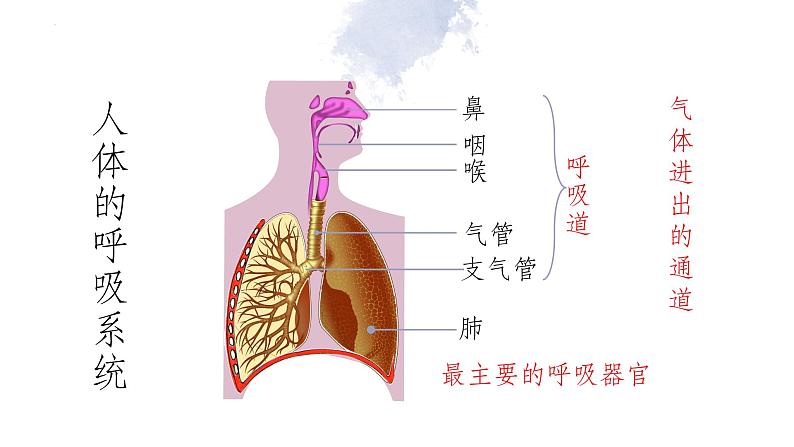 10.3 人体与外界的气体交换-七年级生物下册同步（苏教版）课件PPT第5页