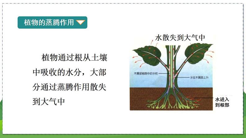 18.1 绿色植物与生物圈中的水循环（第1课时）（八年级生物上苏科版教学课件）07