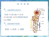 人教版（新版）七年级下册生物《人体内废物的排出》（第二课时）PPT课件+教案+练习