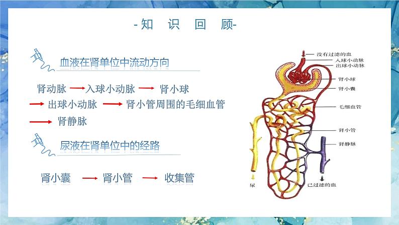 4.5 人体内废物的排出 （第二课时）第4页