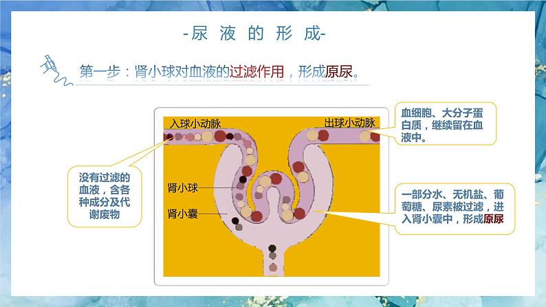 4.5 人体内废物的排出 （第二课时）第8页