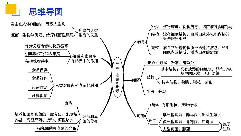 专题17细菌、真菌和病毒-【专题复习】课件PPT第3页