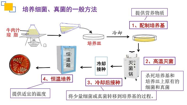 专题17细菌、真菌和病毒-【专题复习】课件PPT第5页