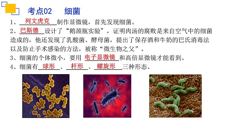 专题17细菌、真菌和病毒-【专题复习】课件PPT第6页