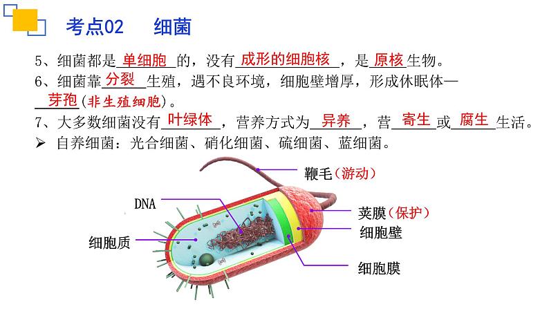 专题17细菌、真菌和病毒-【专题复习】课件PPT第7页