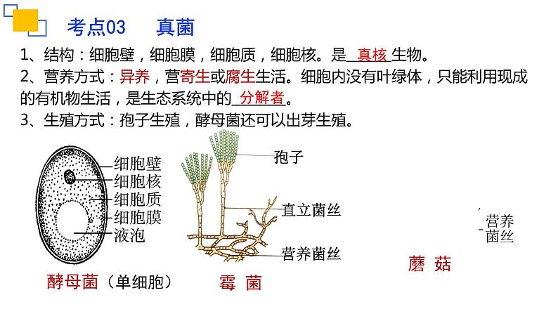 专题17细菌、真菌和病毒-【专题复习】课件PPT第8页