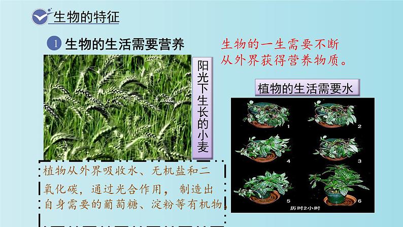 1.1.1生物的特征课件PPT06