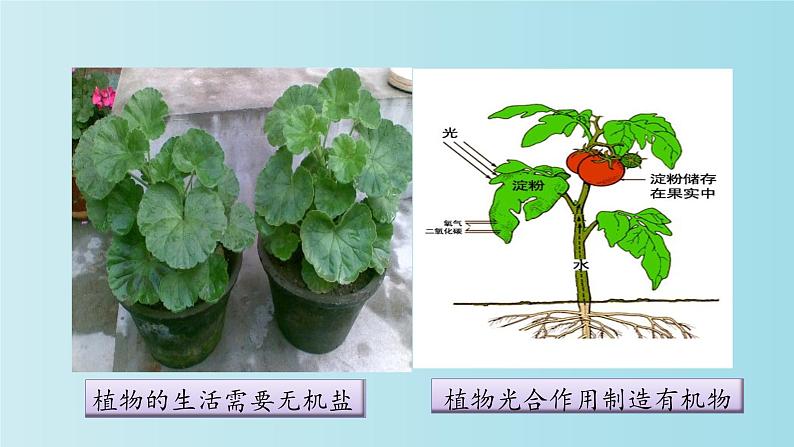 1.1.1生物的特征课件PPT07