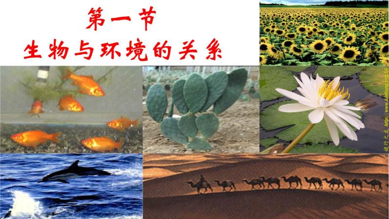 1.2.1 生物与环境的关系课课件PPT03