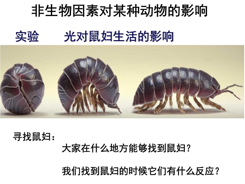 1.2.1生物与环境的关系（探究实验）第二课时课件PPT第3页