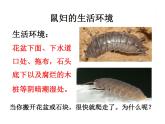 1.2.1生物与环境的关系（探究实验）第二课时课件PPT