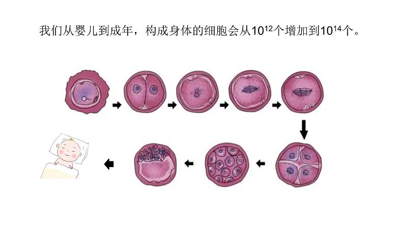 2.2.1 细胞通过分裂产生新细胞课件PPT第3页