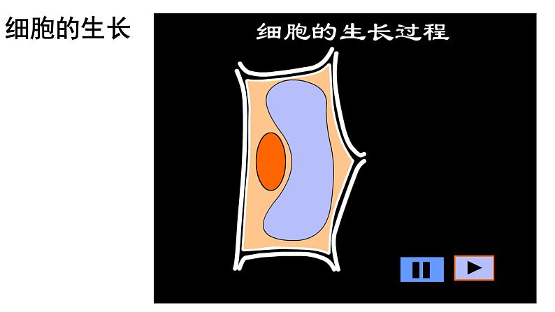 2.2.1 细胞通过分裂产生新细胞课件PPT第6页