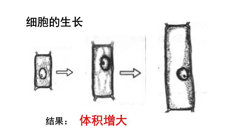 2.2.1 细胞通过分裂产生新细胞课件PPT第7页