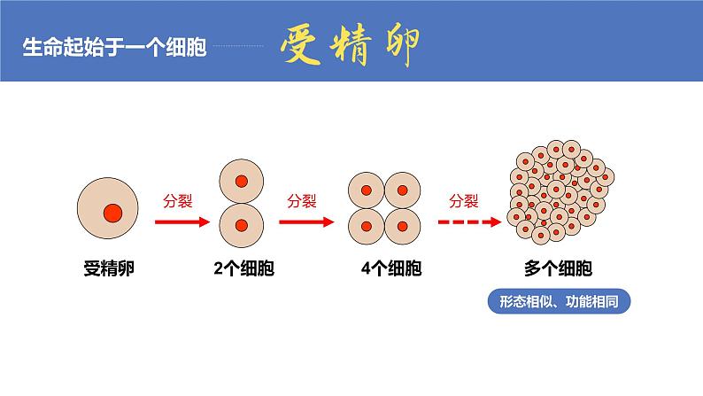 2.2.2动物体的结构层次课件PPT第4页