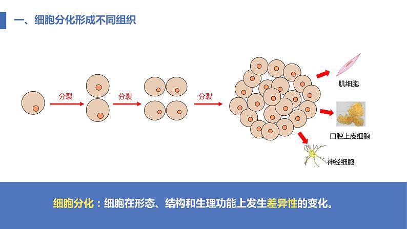 2.2.2动物体的结构层次课件PPT第6页