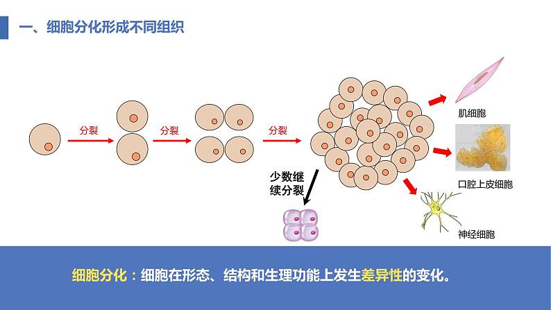 2.2.2动物体的结构层次课件PPT第7页