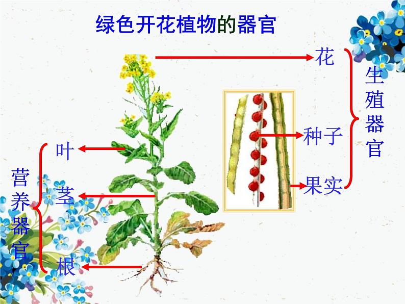 2.2.3植物体的结构层次课件PPT08