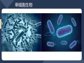 2.2.4单细胞生物课件PPT
