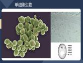 2.2.4单细胞生物课件PPT