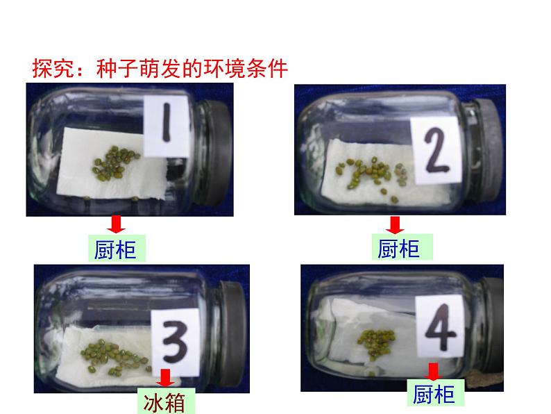 3.2.1 种子的萌发 课件05