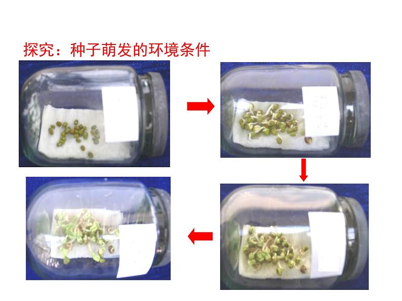 3.2.1 种子的萌发 课件06