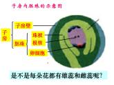 3.2.3_开花和结果课件PPT