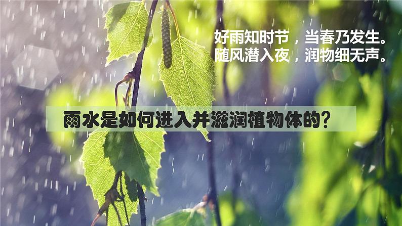 3.3 绿色植物与生物圈的水循环课件PPT03