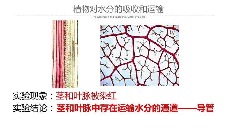 3.3 绿色植物与生物圈的水循环课件PPT07