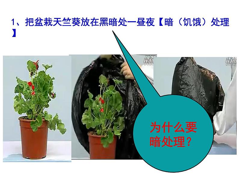 3.4绿色植物是生物圈中有机物的制造者课件PPT07