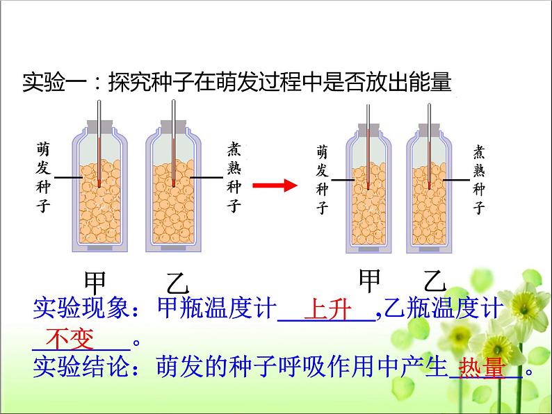 3.5.2 绿色植物的呼吸作用 课件第6页