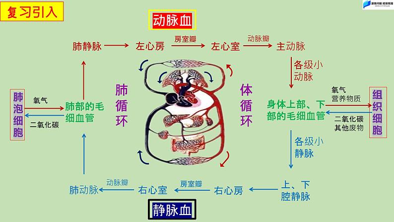 4.4.4输血与血型-课件01