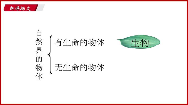 1.1 第一节 我们周围的生物 （课件）苏教版生物七年级上册03