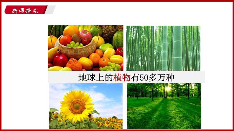 1.1 第一节 我们周围的生物 （课件）苏教版生物七年级上册06