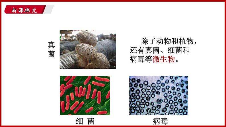 1.1 第一节 我们周围的生物 （课件）苏教版生物七年级上册08