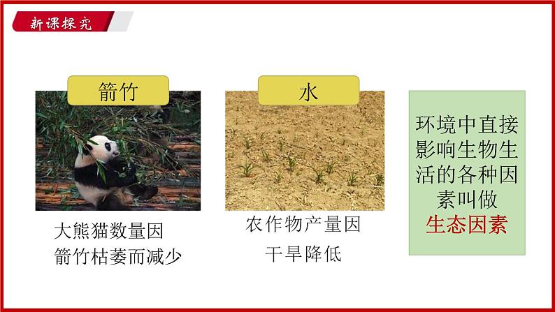 1.2 第二节 生物与环境的关系 （课件）苏教版生物七年级上册04