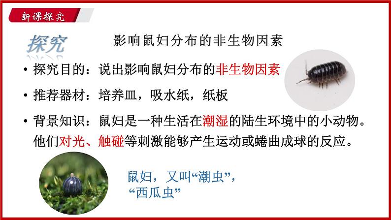 1.2 第二节 生物与环境的关系 （课件）苏教版生物七年级上册06