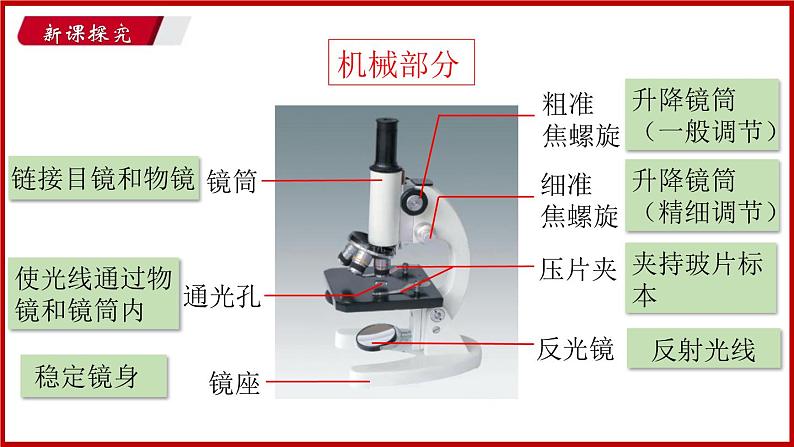 2.1.1 第一节 探索生命的器具 （课件）苏教版生物七年级上册第7页