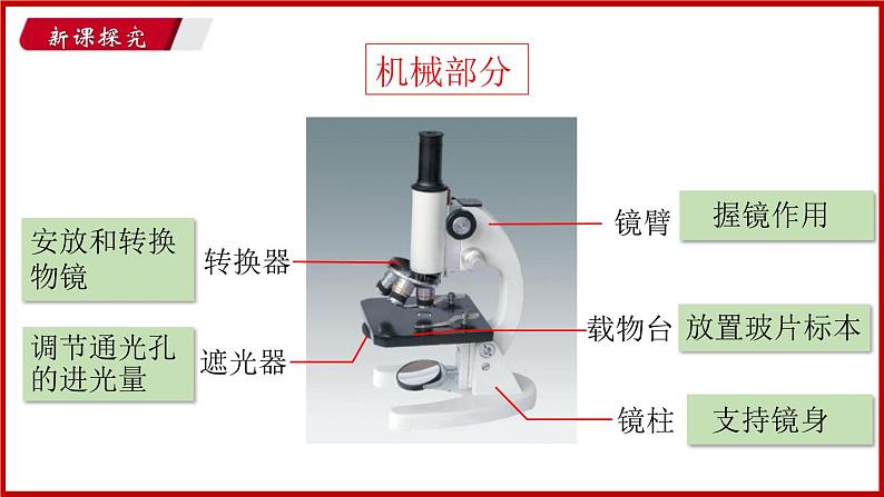 2.1.1 第一节 探索生命的器具 （课件）苏教版生物七年级上册第8页