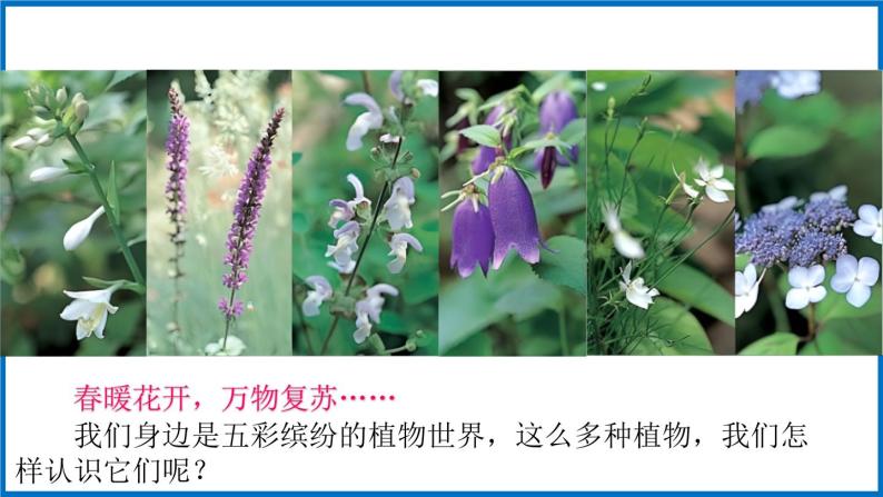 14.1.1 五彩缤纷的植物世界 （课件）苏教版生物八年级上册05