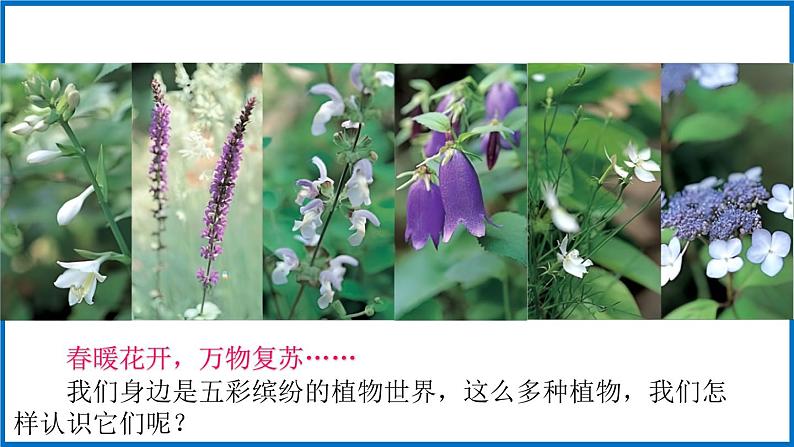 14.1.1 五彩缤纷的植物世界 （课件）苏教版生物八年级上册第5页