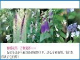 14.1.1 五彩缤纷的植物世界 （课件）苏教版生物八年级上册