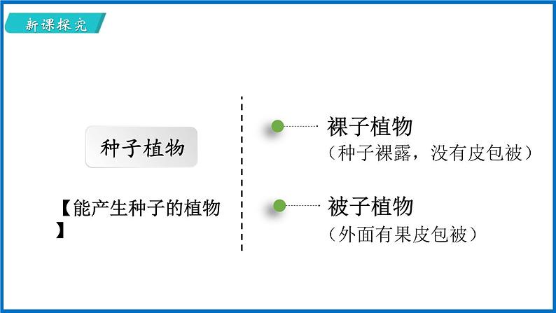 14.1.2 五彩缤纷的植物世界 （课件）苏教版生物八年级上册第4页