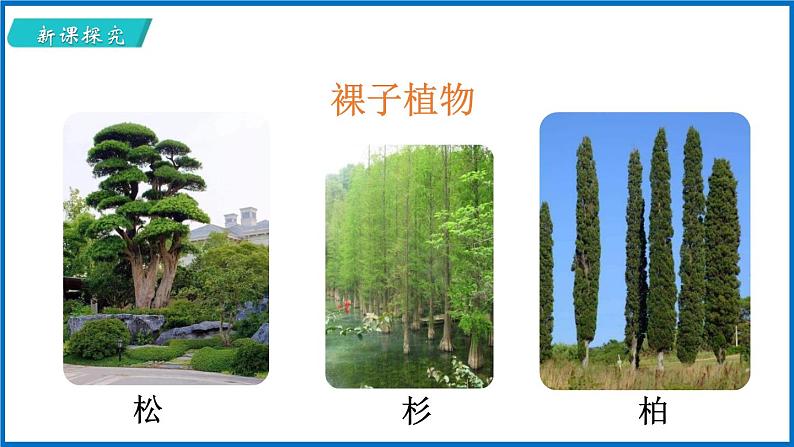 14.1.2 五彩缤纷的植物世界 （课件）苏教版生物八年级上册第5页