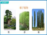 14.1.2 五彩缤纷的植物世界 （课件）苏教版生物八年级上册