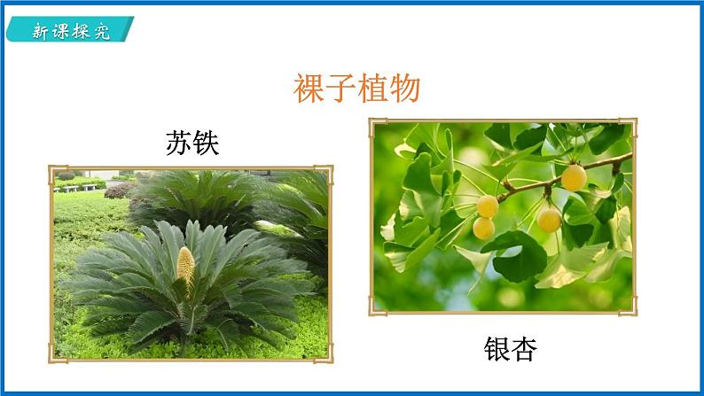 14.1.2 五彩缤纷的植物世界 （课件）苏教版生物八年级上册第6页